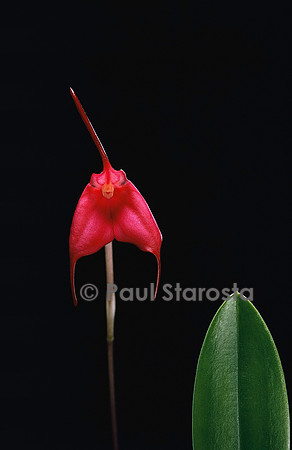 Masdevallia barlaeana
