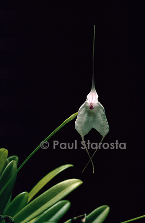 Masdevallia civilis