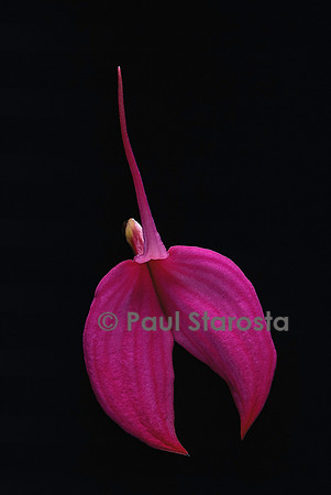 Masdevallia coccinea