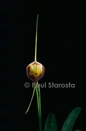 Masdevallia echo
