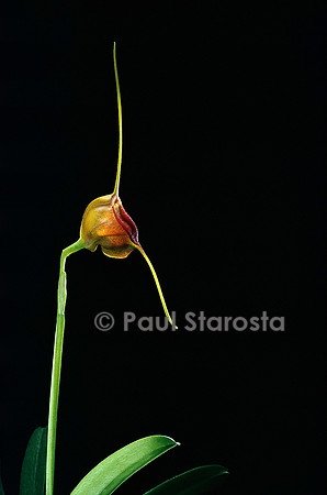 Masdevallia echo