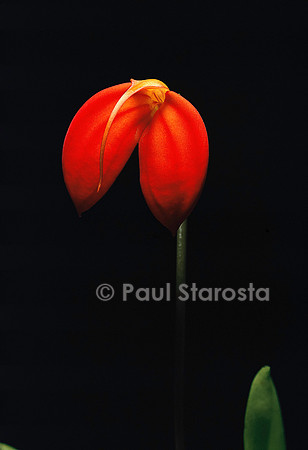 Masdevallia ignea