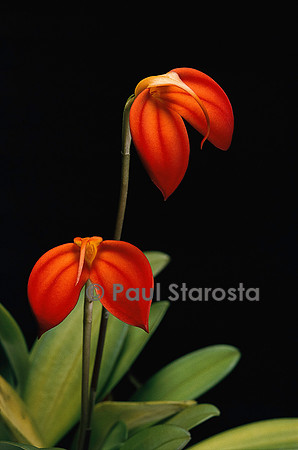 Masdevallia ignea