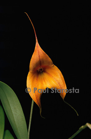 Masdevallia Kimballiana