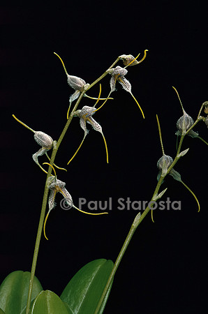 Masdevallia polysticta