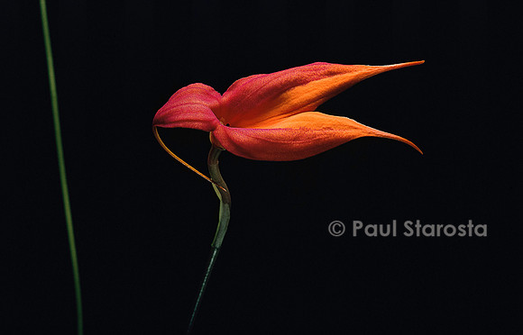 Masdevallia veitchiana