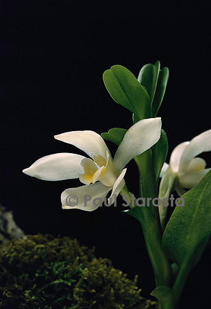Maxillaria camaridii
