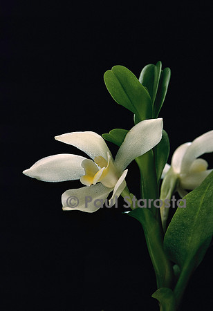 Maxillaria camaridii