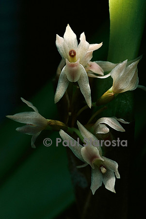 Maxillaria densa
