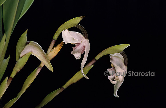 Maxillaria peruviana