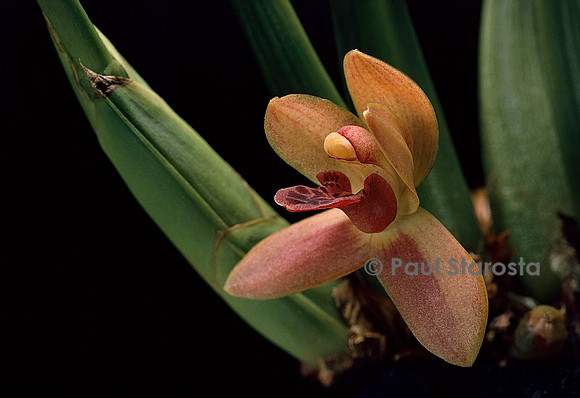 Maxillaria rufescens