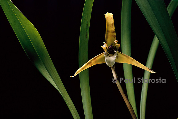 Maxillaria ubatubana