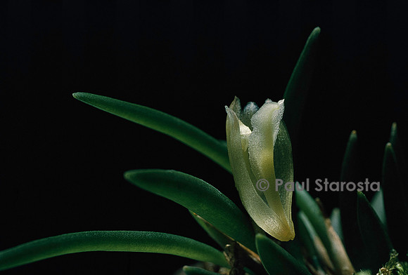 Maxillaria uncata