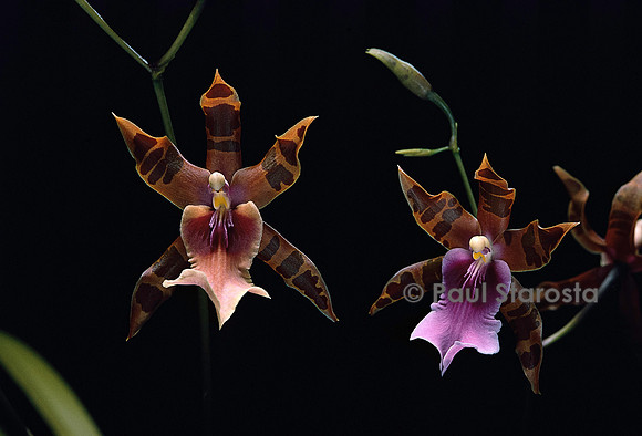 Miltonia clowesii