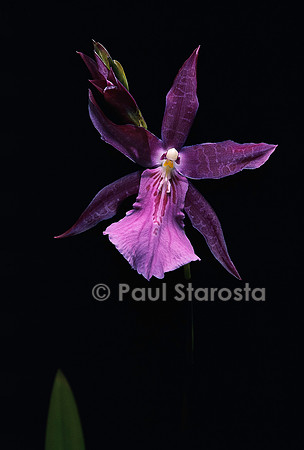 Miltonia spectabilis