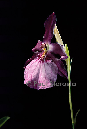Miltonia spectabilis v. moreliana
