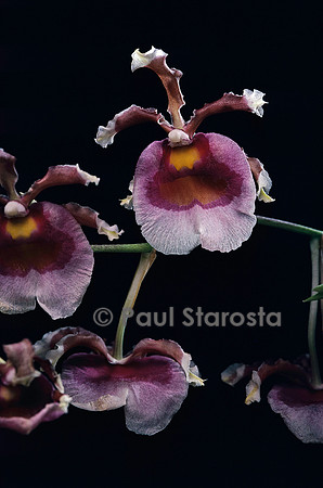 Oncidium fuscatum