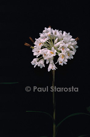 Neobenthamia gracilis