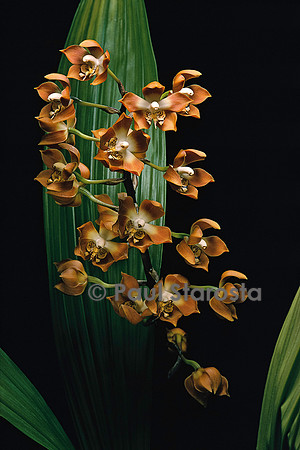 Neomoorea wallisii