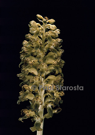 Neottia nidus-avis (néottie nid d'oiseau