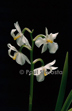 Odontoglossum pulchellum