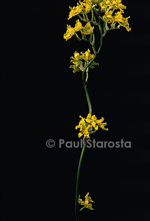 Cyrtochilum revolutum