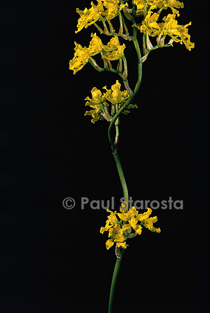 Cyrtochilum revolutum