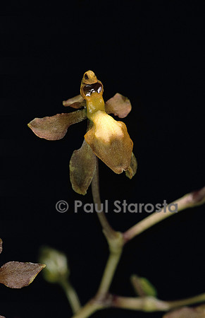 Odontoglossum sp.