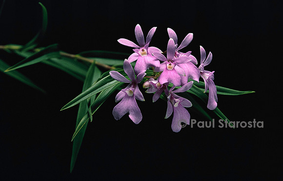 Epidendrum centropetalum