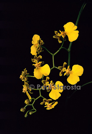 Oncidium blanchetii