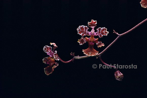 Trichocentrum carthagenense