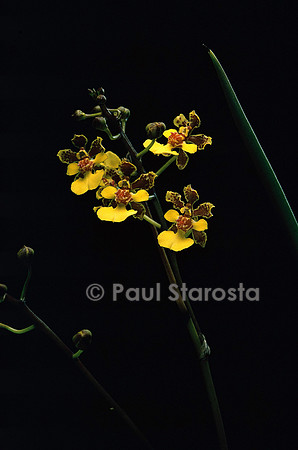 Trichocentrum cebolleta v. nudum