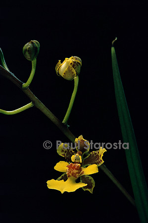 Trichocentrum cebolleta v. nudum