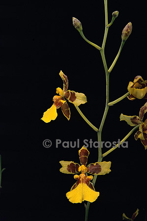 Oncidium excavatum