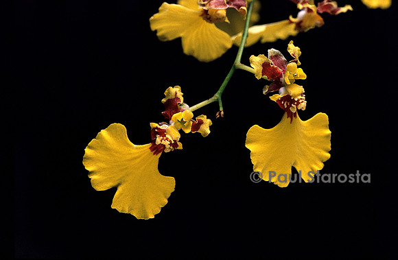 Oncidium flexuosum