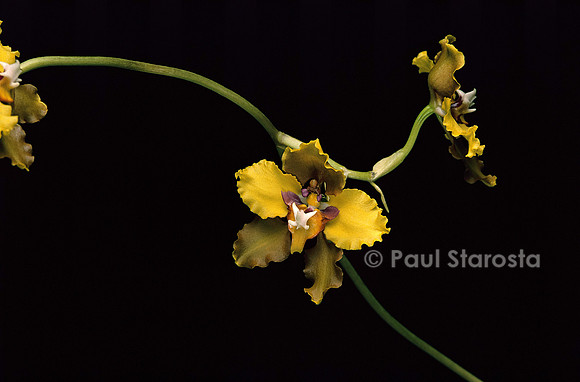 Cyrtochilum macranthum