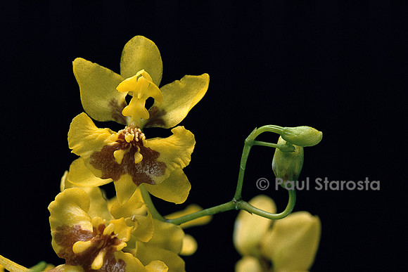 Oncidium montanum