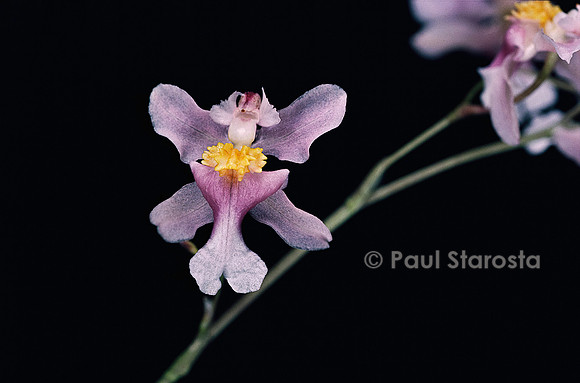 Oncidium ornithorhynchum