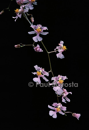 Oncidium ornithorhynchum