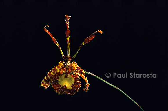 Psychopsis papilio