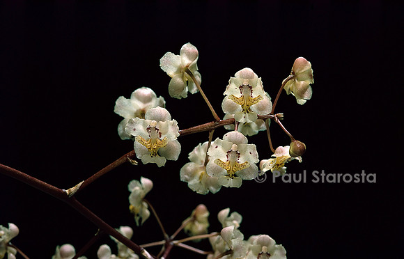 Trichocentrum stramineum