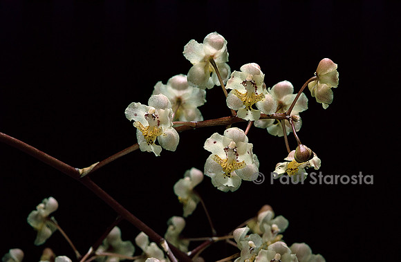 Trichocentrum stramineum