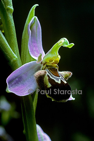 Ophrys apifera (ophrys abeille)