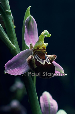 Ophrys apifera (ophrys abeille)