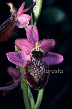 Ophrys aveyronensis (ophrys)
