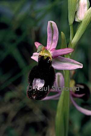 Ophrys bertolinii (ophrys de Bertolini)