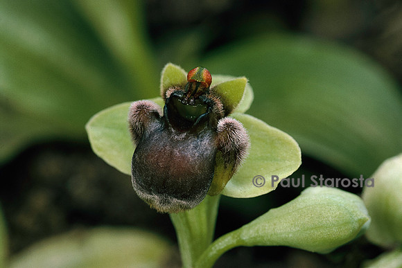 Ophrys bombyliflora (ophrys bombyx)