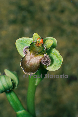 Ophrys bombyliflora (ophrys bombyx)