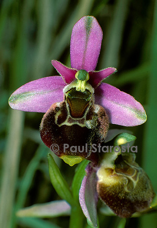Ophrys fuciflora (ophrys frelon)