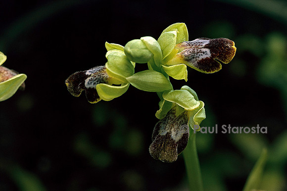 Ophrys fusca (ophrys brun)
